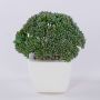 Kunstpflanze Sedum telephium KATNISS, Keramiktopf, grün, 14cm