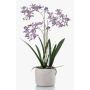 Kunst Orchidee Renanthera BLANI im Keramiktopf, Wurzeln, violett-weiß-gelb, 55cm
