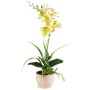 Kunstblumen Gesteck Orchidee Aeonium FININ, Gras, Zementtopf, Wurzeln, grün-weiß, 45cm