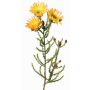 Künstliche Kap-Strohblume BEYA, gelb-hellorange, 60cm, Ø6cm