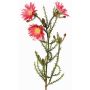 Künstliche Kap-Strohblume BEYA, rosa-pink, 60cm, Ø6cm