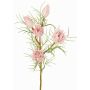 Dekozweig Protea NOHEA, rosa-weiß, 60cm, Ø3-6cm