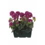 Künstliche Geranien FLOREANA im Blumenkasten, 2 Stück, burgunderrot, 24x11x35cm