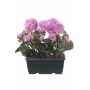 Künstliche Geranien FLOREANA im Blumenkasten, 2 Stück, lila, 24x11x35cm