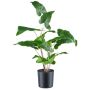 Künstliche Pflanze Anthurium MEHNDAS, grün, 50cm