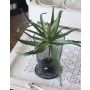 Unechte Aloe Vera Pflanze WHITNEY, Steckstab, dunkelgrün, 18cm