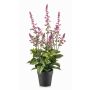 Kunstpflanze Salbei SWORTA im Dekotopf, Blüten, mauve, 45cm