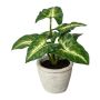 Deko Pflanze Syngonium KLORHE, Zementtopf, grün, 20cm