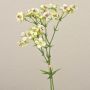 Künstlicher Wachsblumen Bund HEKLA, creme-grün, 30cm, Ø2-2,5cm