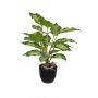 Fake Pflanze Dieffenbachia ATTERESA, Wurzeln, Dekotopf, grün, 50cm