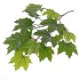 Künstlicher Ahorn Zweig VILGOT, crossdoor, grün, 70cm