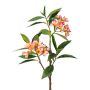 Dekozweig Frangipani DRIFEN, gelb-rosa, 110cm