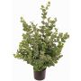 Eukalyptusbaum künstlich TONFYN, Naturstamm, grün, 100cm