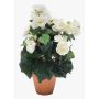 Kunstblume Begonie CATINKA im Terracotta Topf, creme, 30cm