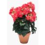 Kunstblume Begonie CATINKA im Terracotta Topf, pink, 30cm