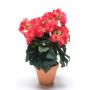 Kunstblume Begonie CATINKA im Terracotta Topf, pink, 30cm