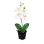 Kunstblume Phalaenopsis Orchidee MISSANI, Wurzeln, weiß, 35cm