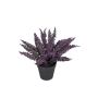 Künstliche Blume Erika NADDILA im Dekotopf, violett, 26cm
