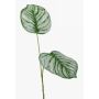 Kunstzweig Calathea Orbifolia TAMARIU, grün-weiß, 50cm