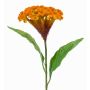 Blume künstlich Hahnenkamm ANUBIS, gelb-orange, 60cm, Ø14cm