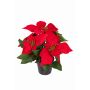 Künstliche Blume Weihnachtsstern NIANDAMA im Dekotopf, rot, 25cm