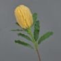 Unechte Blume Banksia robur YUSTE, pfirsich, 65cm, Ø8cm