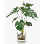 Dekopflanze Philodendron Monstera Deliciosa PAVONIS im Glastopf, 40cm