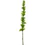 Dekoblume Muschelblume PINWAN, grün, 105cm