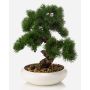 Künstlicher Bonsai Pinie MIRSANDA in Bonsaischale, 35cm