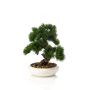 Künstlicher Bonsai Pinie MIRSANDA in Bonsaischale, 35cm