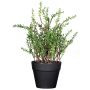 Dekokraut Thymian DURNAS im Dekotopf, grün, 24cm