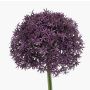 Allium künstlich PRAXEN, dunkellila, 90cm