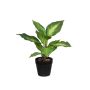 Fake Pflanze Dieffenbachia SILNANA, Wurzeln, Dekotopf, grün-creme, 24cm