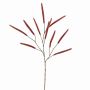 Deko Zweig Lampenputzergras ABRYSIA mit Rispen, rot, 105cm
