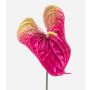 Anthurie künstlich MAXLER, pink-gelb, 70cm, 14x19cm