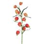 Deko Zweig Physalis STROMER mit Früchten, orange-pfirsich, 75cm