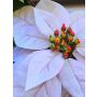 Samt Poinsettia künstlich LIBASSE, weiß-rosa, 65cm