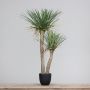 Kunst Palme Yucca rostrata ISIANITA im Dekotopf, 105cm