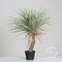Kunst Palme Yucca rostrata BELENIA im Dekotopf, 80cm