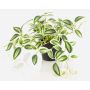 Kunstpflanze Tradescantia zebrina DIHALLO im Dekotopf, grün-weiß, 19cm