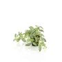 Kunstpflanze Zwergpfeffer MIHALLA im Dekotopf, grün-weiß, 19cm