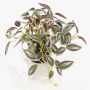 Kunstpflanze Tradescantia zebrina DIHALLO im Dekotopf, grün-lila, 19cm