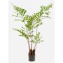 Palme Plastik Fischschwanzpalme JENKFAN, grün, 140cm
