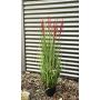 Chinaschilf künstlich WASDIN mit Rispen, grün-pink, 125cm