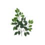 Künstlicher Ficus Benjamini Zweig SAKURA, 12 Stück, grün, 55cm