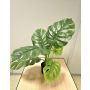 Kunstpflanze Philodendron monstera deliciosa CUNKYN im Dekotopf, 60cm