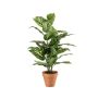 Künstliche Pflanze Dieffenbachia ELSAWA im Terracottatopf, grün, 65cm