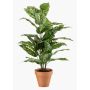 Künstliche Pflanze Dieffenbachia ELSAWA im Terracottatopf, grün, 65cm