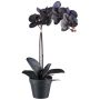Deko Blume Phalaenopsis Orchidee ZEMFRAL, Dekotopf, Wurzeln, schwarz, 50cm