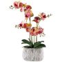 Kunst Phalaenopsis Orchidee BLORVEN, Zementschale, Wurzeln, gelb-pink, 55cm